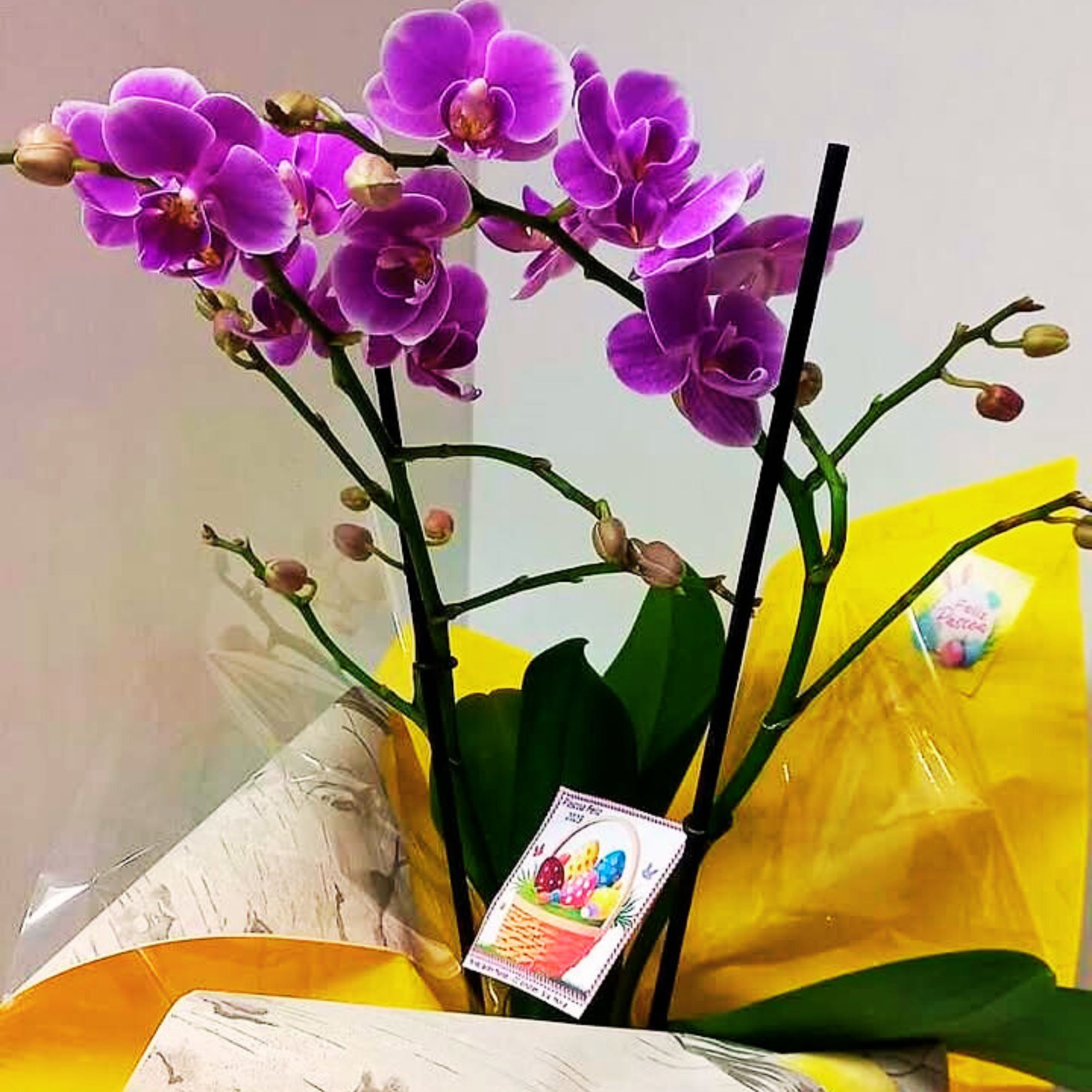 Inicio img11floristajardimflorido